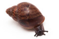 Achatina achatina (GB) juvenil